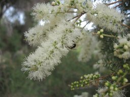 melaleuca-linarifolia-31-05-2014b