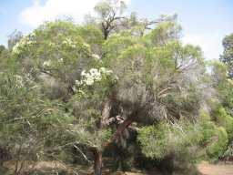 melaleuca-linearifolia-31-05-2014a