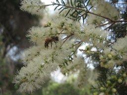 melaleuca-linearifolia-31-05-2014c