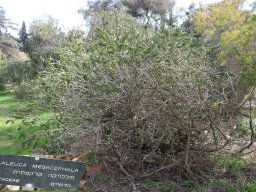 melaleuca-megacephala-12-2017
