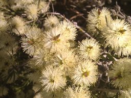 melaleuca-megacephala