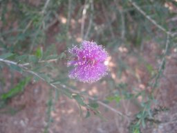 melaleuca-nesophylla-b