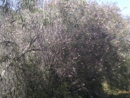 melaleuca-nesophylla