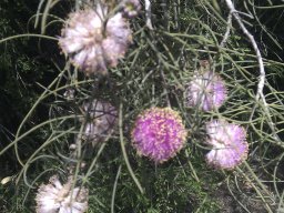 melaleuca-nesophylla1