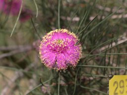 melaleuca-pentagona-03-2018-2