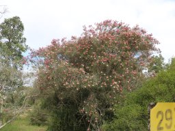 melaleuca-pentagona-03-2018