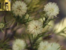 melaleuca-pentagona-04-2018