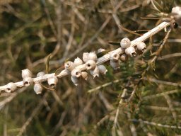 melaleuca-pentagona