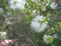 melaleuca-pubescens-328-06-14