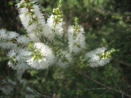 melaleuca-pubescens-428-06-14