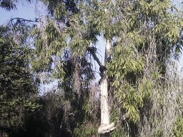 melaleuca-quineuenervia--