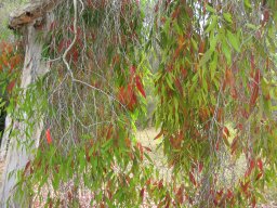 melaleuca-quinquenervia-26-04-2014