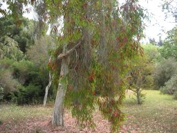 melaleuca-quinquenervia-26-04-2014a