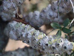 melaleuca_megacephala