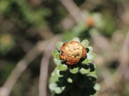 melaleuca_megacephala_1