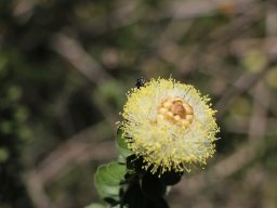 melaleuca_megacephala_2