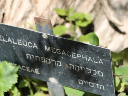 melaleuca_megacephala_2019