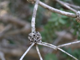 melaleuca_polandii