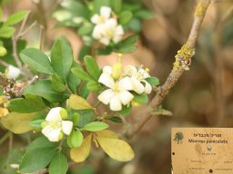 Murraya_paniculata