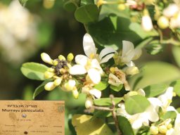 Murraya_paniculata1