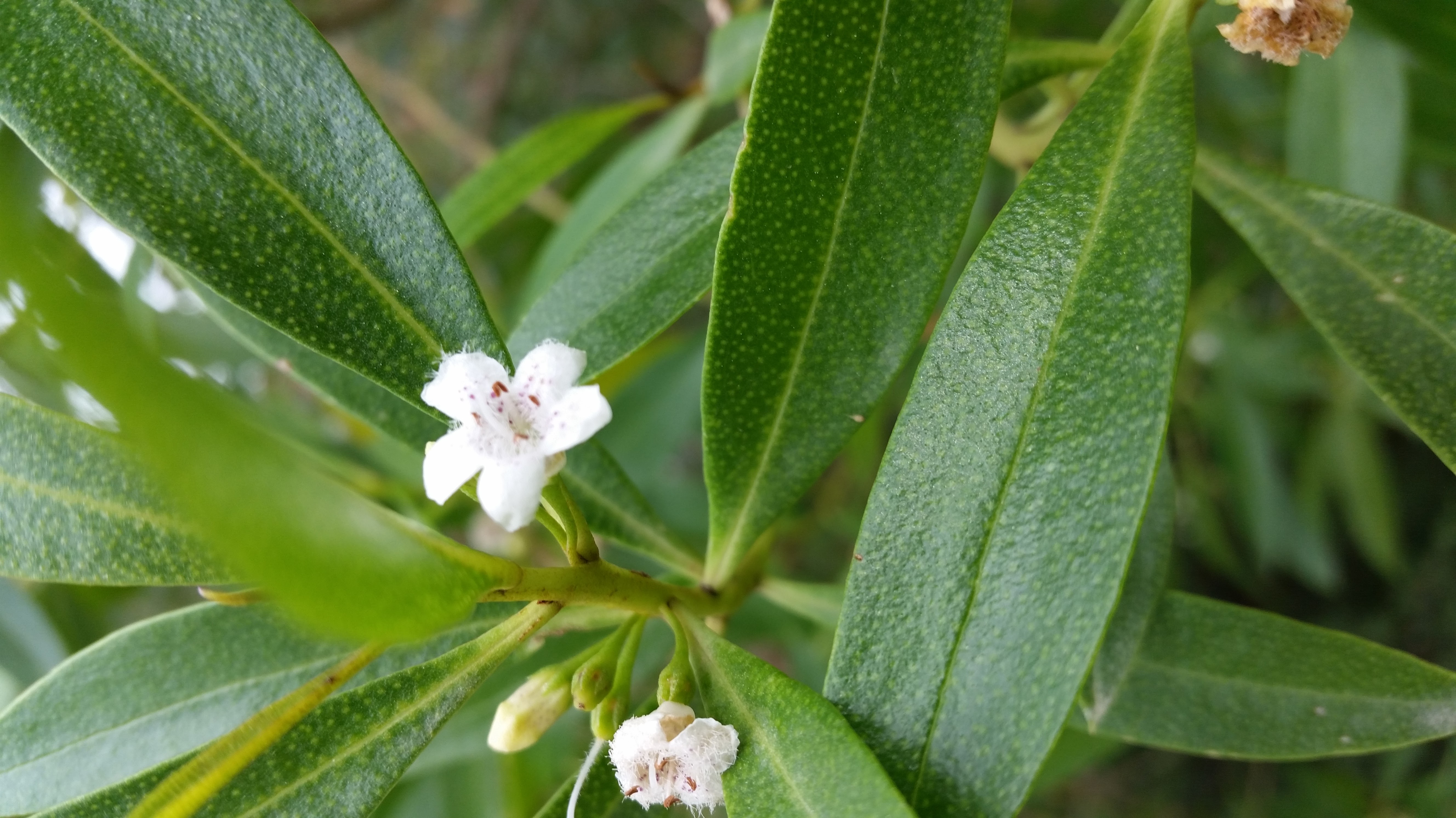 Myoporum