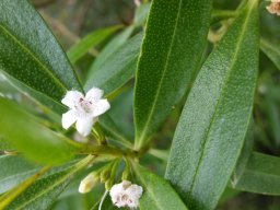 hava &raquo; Myoporum