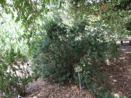 hava &raquo; Myrtus