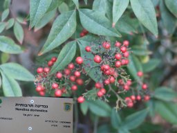 Nandina-Domestica-11-2017