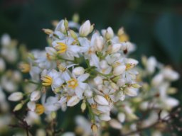 Nandina_domestica