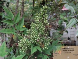 hava &raquo; Nandina