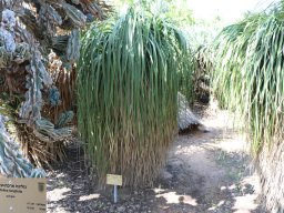 nolina-longifolia-04-2018