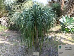 nolina-recurvata-04-2018