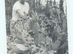 hava &raquo; Opuntia