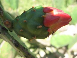 opuntia-10-05-2014