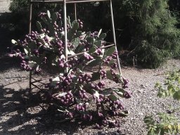 opuntia-11-2012