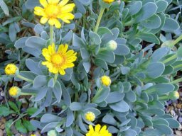 hava &raquo; Othonnopsis