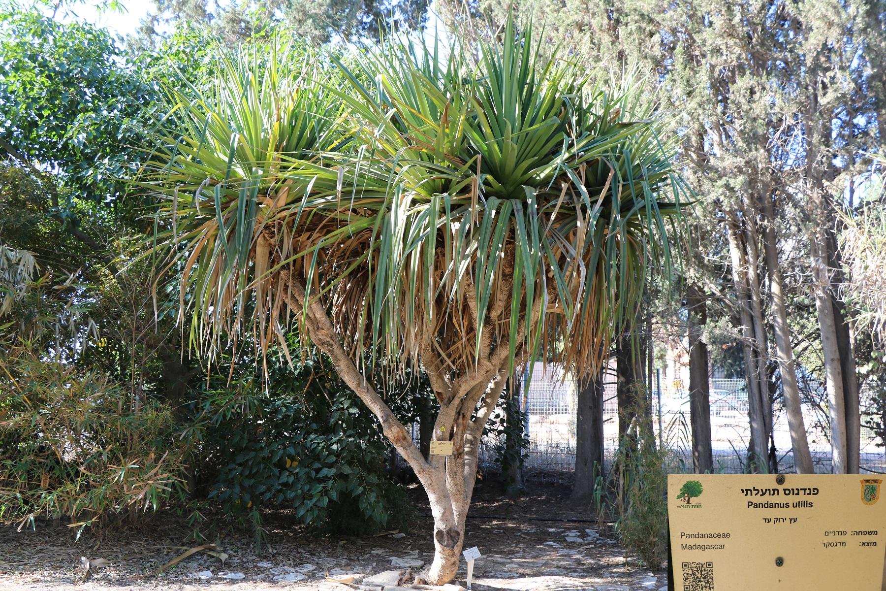 Pandanus