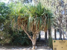 hava &raquo; Pandanus