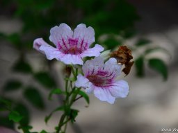 podranea-ricasoliana-dorit-1014b