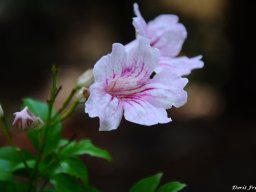 podranea-ricasoliana-dorit-1014c