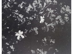 hava &raquo; Pelargonium