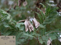 Peltophorum-africanum-01-2018