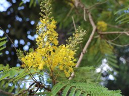 Peltophorum-africanum-2018-06-23-2