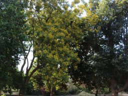 Peltophorum-africanum-2018-06-23
