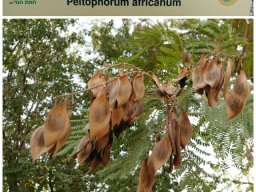 Peltophorum_africanum