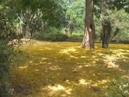 peltophorum-dubium--2-07-13