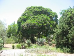peltophorum-dubium-21-06-14