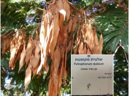 peltophorum-dubium