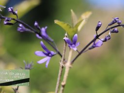 hava &raquo; Petrea