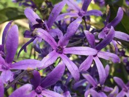 Petrea_volubilis_01_19